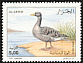 Greylag Goose Anser anser  2001 Birds 