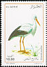 White Stork Ciconia ciconia