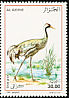 Common Crane Grus grus  2006 Birds 