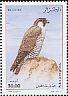 Peregrine Falcon Falco peregrinus  2010 Raptors 