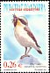 Northern Wheatear Oenanthe oenanthe  2003 Birds 