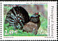 Western Capercaillie Tetrao urogallus