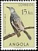 Babbling Starling Neocichla gutturalis  1951 Birds 