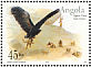 Verreaux's Eagle Aquila verreauxii  2003 Eagles  MS