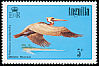 Brown Pelican Pelecanus occidentalis  1985 Birds 