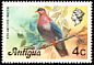 Scaly-naped Pigeon Patagioenas squamosa  1976 Definitives 