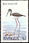 Black-necked Stilt Himantopus mexicanus  1980 Birds 