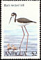 Black-necked Stilt Himantopus mexicanus