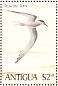 Roseate Tern Sterna dougallii  1980 Birds  MS