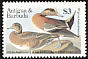 American Wigeon Mareca americana  1986 Audubon 