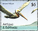Brown Pelican Pelecanus occidentalis  1990 Birds  MS