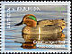 Green-winged Teal Anas carolinensis  2009 Birds 