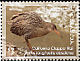 Ridgway's Rail Rallus obsoletus  2009 Birds 