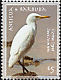 Western Cattle Egret Bubulcus ibis