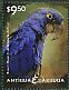 Hyacinth Macaw Anodorhynchus hyacinthinus