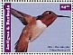 Allen's Hummingbird Selasphorus sasin  2015 Hummingbirds Sheet
