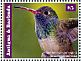 Buff-bellied Hummingbird Amazilia yucatanensis  2015 Hummingbirds Sheet