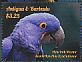 Hyacinth Macaw Anodorhynchus hyacinthinus