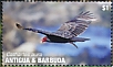 Turkey Vulture Cathartes aura  2020 Turkey Vultures Sheet