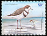 Two-banded Plover Anarhynchus falklandicus  2002 Islas Malvinas 