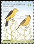 Saffron-cowled Blackbird Xanthopsar flavus  2008 Mercosur 