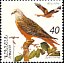 Red Kite Milvus milvus  1995 Flora and fauna of Armenia 