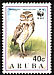 Burrowing Owl Athene cunicularia