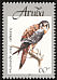 American Kestrel Falco sparverius  1998 Arubian birds 