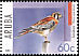 American Kestrel Falco sparverius  2005 Birds of prey 