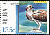 Western Osprey Pandion haliaetus  2005 Birds of prey 