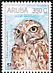 Burrowing Owl Athene cunicularia  2008 Shoco, Burrowing Owl 