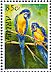 Blue-and-yellow Macaw Ara ararauna  2010 Parrots 