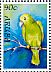 Yellow-shouldered Amazon Amazona barbadensis  2010 Parrots 