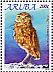 Burrowing Owl Athene cunicularia
