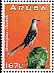 Tropical Mockingbird Mimus gilvus  2013 Birds 