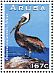 Brown Pelican Pelecanus occidentalis  2013 Birds 
