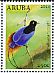 Blue Bird-of-paradise Paradisornis rudolphi  2014 Birds-of-paradise 