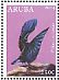 Victoria's Riflebird Ptiloris victoriae
