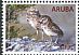 Burrowing Owl Athene cunicularia  2016 Aruban Burrowing Owl 