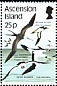 Masked Booby Sula dactylatra  1987 Sea birds 