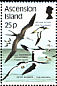 Red-billed Tropicbird Phaethon aethereus