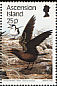 Sooty Tern Onychoprion fuscatus  1988 Sea birds 