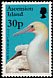 Red-footed Booby Sula sula  1996 Birds 