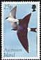 Common House Martin Delichon urbicum  1998 Migratory birds 