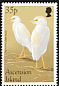 Western Cattle Egret Bubulcus ibis  1998 Migratory birds 