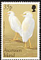 Western Cattle Egret Bubulcus ibis