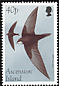 Common Swift Apus apus