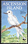 White Tern Gygis alba  1999 WWF, Fairy Tern 