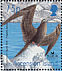 Ascension Frigatebird Fregata aquila  2001 BirdLife International Sheet