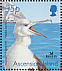 Ascension Frigatebird Fregata aquila  2001 BirdLife International Sheet